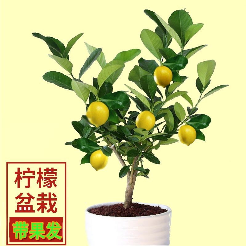 正宗柠檬树树苗尤力克广东无籽香水四季北方盆栽柠檬树盆栽带果