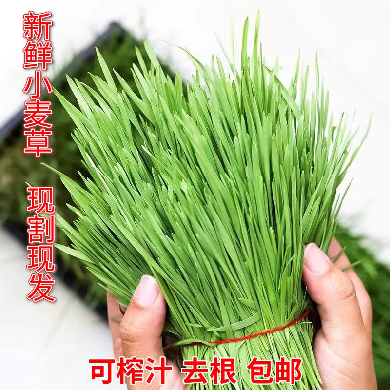 3斤小麦苗麦草青青富硒新鲜全天然榨汁喝青汁做麦芽糖青团家用