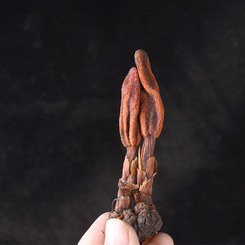 回春草 野生 正品顶天柱500g男性滋补泡酒料锁阳广西草苁蓉不老草