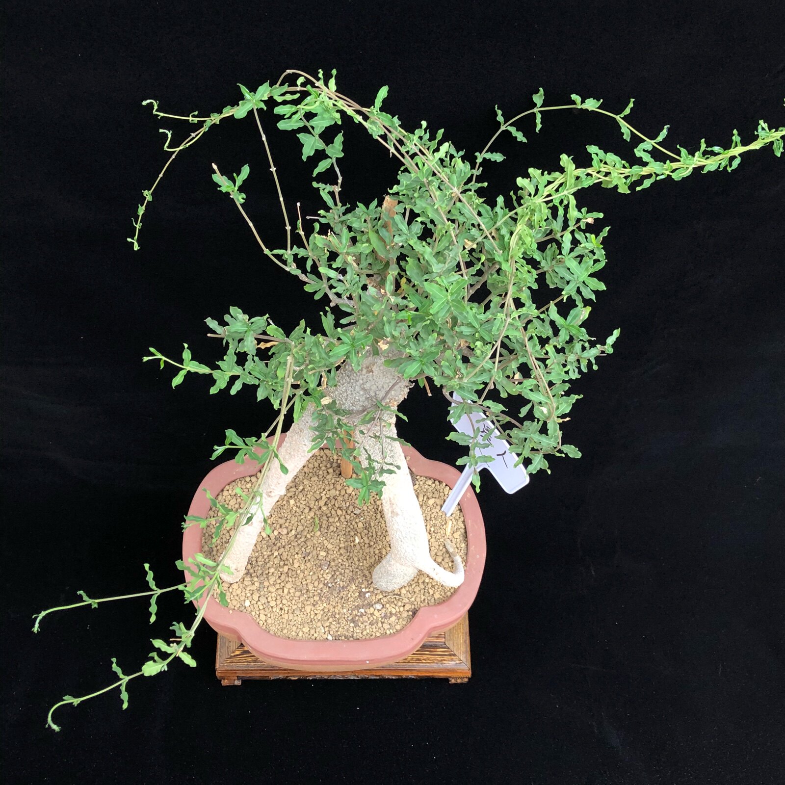 新奇趣肉肉火星人造型块根多肉植物办公室绿植盆栽一物一拍包邮