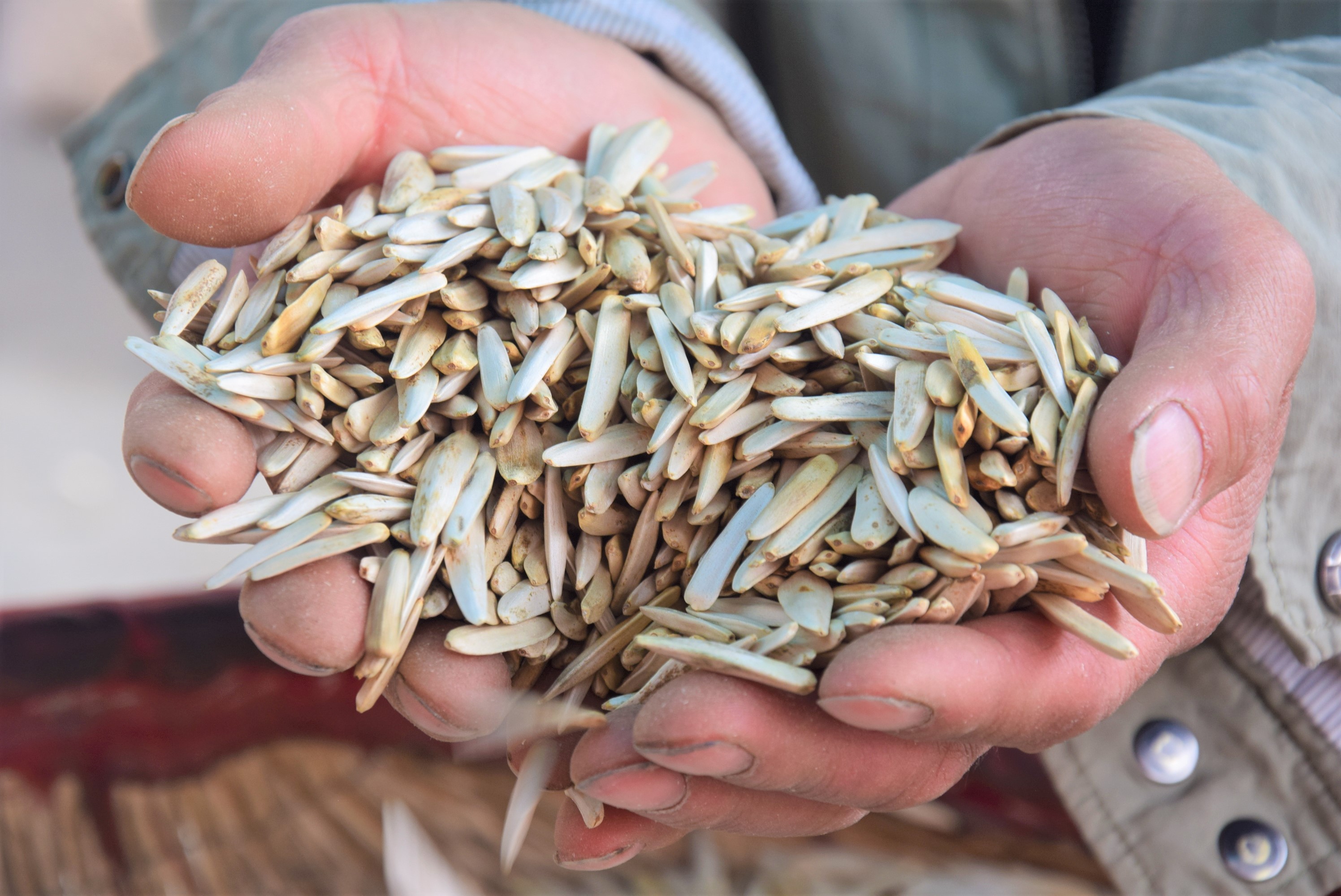 新疆特产直发新货阿克苏马牙白瓜子现炒现发250g瓜子