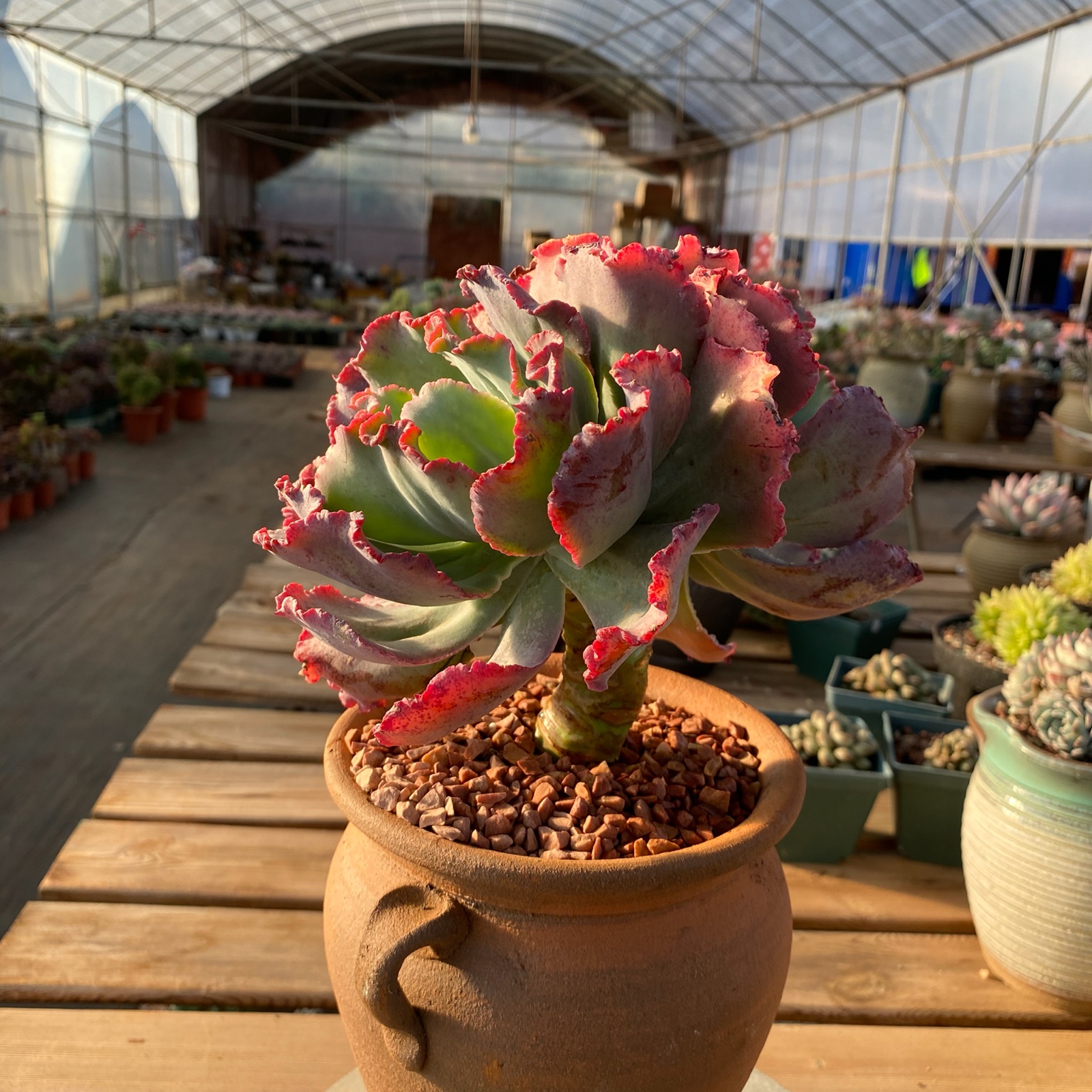 多肉花亦舞会红裙包菜型植物状态老桩云南南多多肉植物