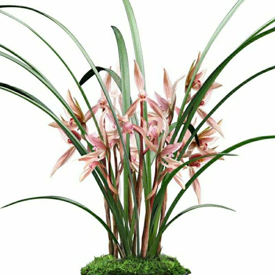 新款兰草大红朱砂春兰香型好看花卉花卉