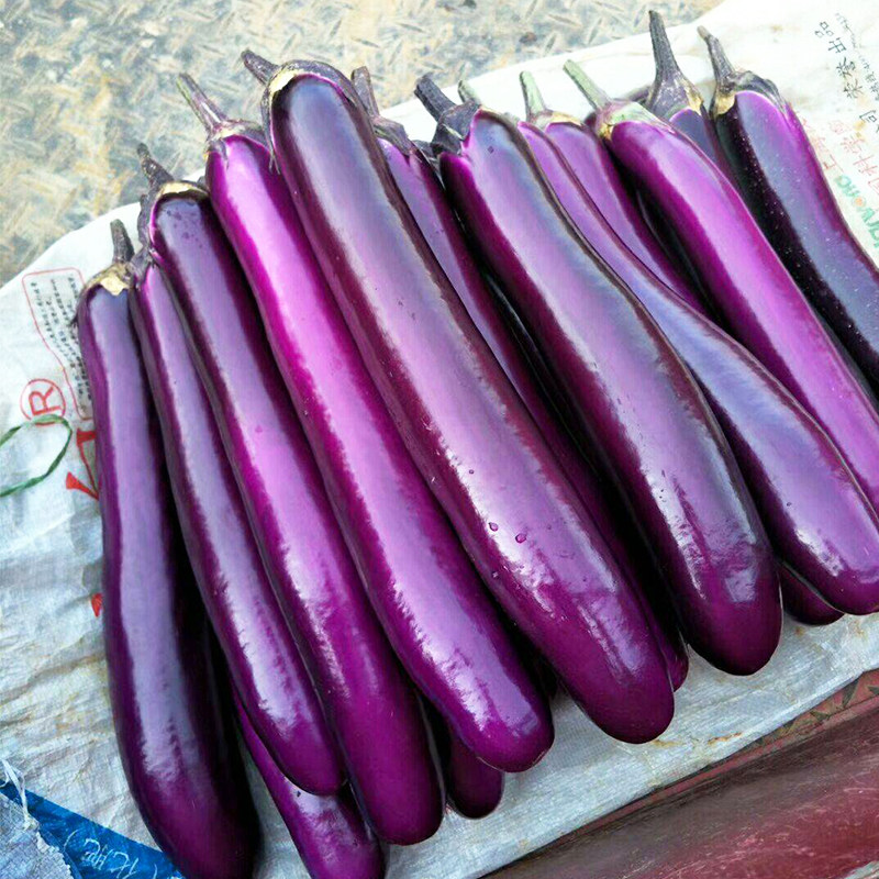种子广佳紫红长茄线茄早熟高产春秋四季阳台家庭园艺种子