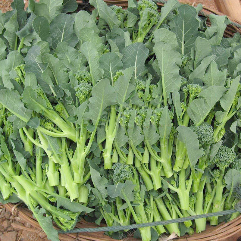 西兰种子西洋芥兰小西兰花芦笋青花菜心庭院家庭园艺种子