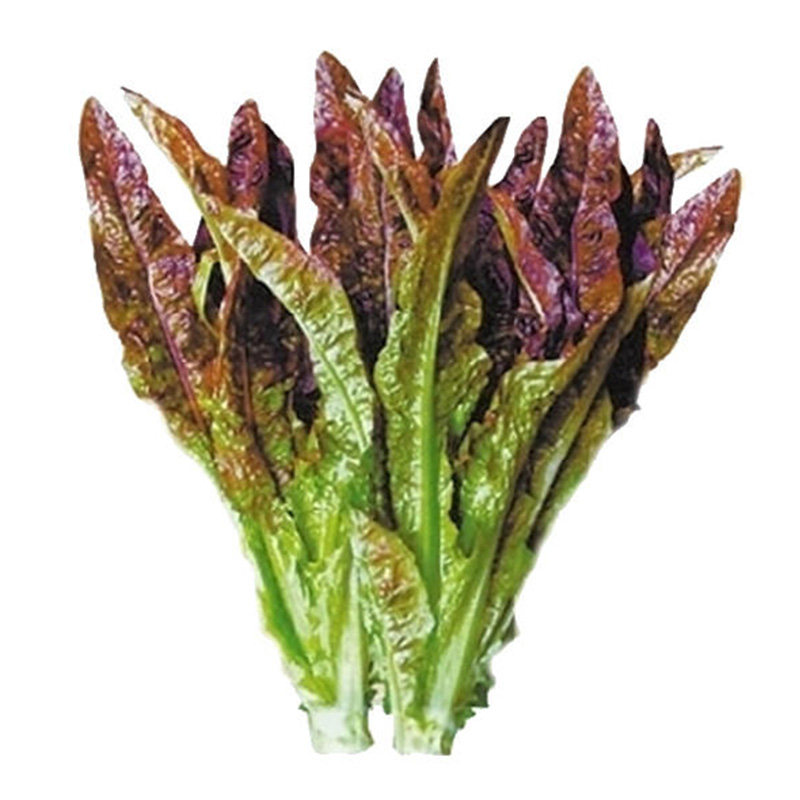 红油麦种子紫油麦菜速生青菜生菜盆栽菜园春夏秋四季播蔬菜籽高产