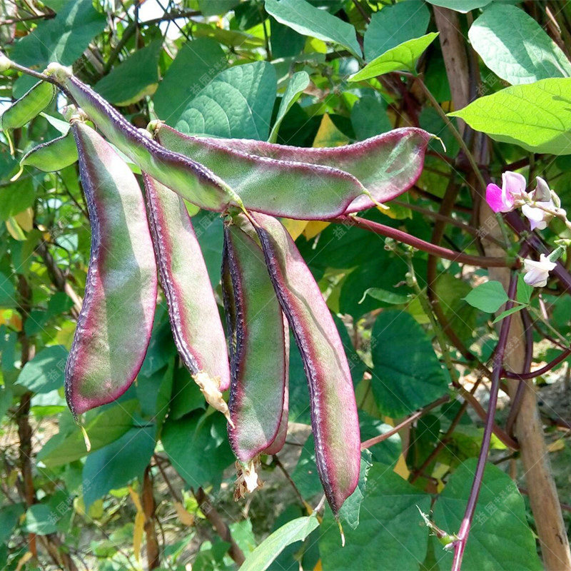 眉豆种子紫边 茶豆角梅豆角扁豆高产早熟庭院 阳台春秋四季播