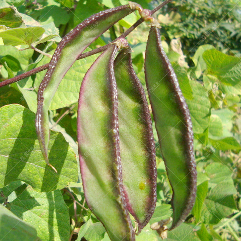 眉豆种子紫边 茶豆角梅豆角扁豆高产早熟庭院 阳台春秋四季播