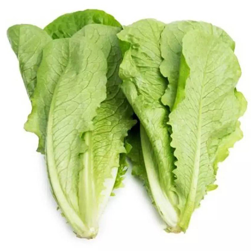 罗马直立生菜种子孔雀菜可生吃沙拉蔬菜农家家庭园艺种子