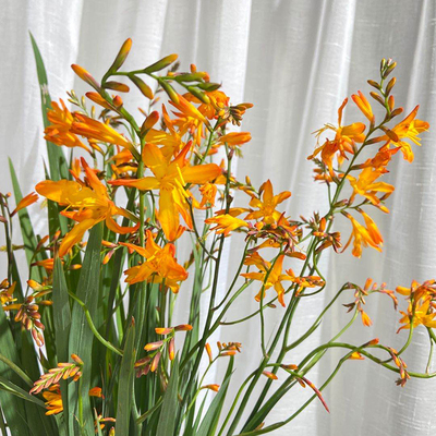 新鲜火焰兰鲜花配花云南昆明鲜花基地直发全国供应花店婚庆插花