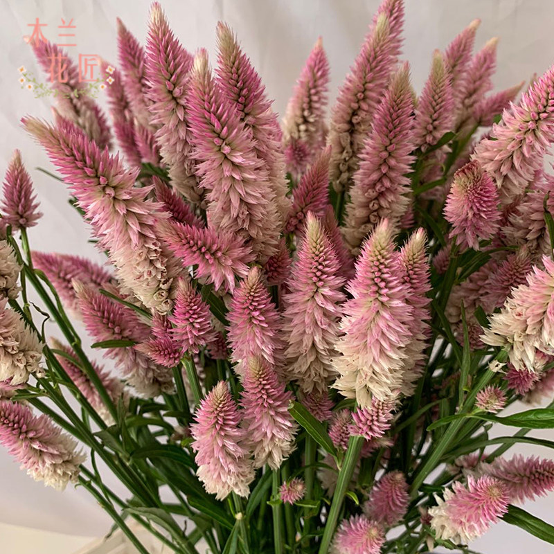 新鲜多头凤尾可做干花鲜花直批花束云南南昆鲜花速递同城