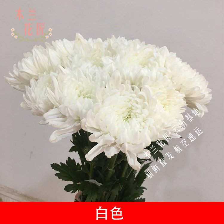 清明节黄白菊花花束上坟祭奠扫墓哀悼鲜花速递云南