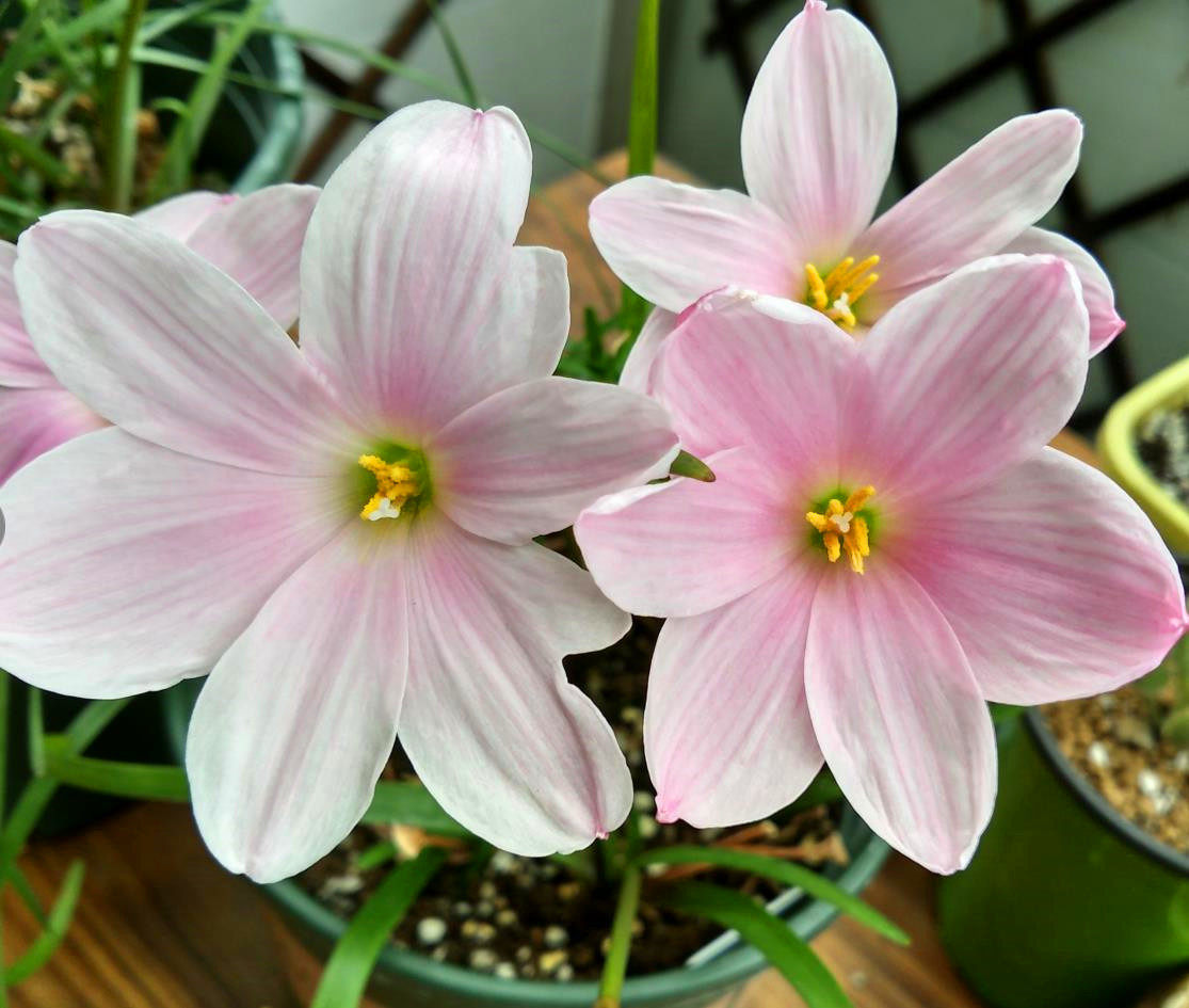 樱吹雪*耐热粉嫩大花风雨兰z.sakura snow 宜阳台盆栽花卉植物