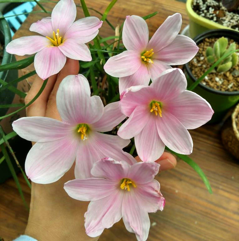 樱吹耐热粉嫩大花风雨雨兰z.sakurasnow宜阳阳台时令草本花卉