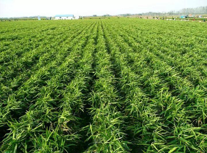 大姜专用地衣枯草芽孢杆菌草莓黄瓜霉病稻瘟病杀菌剂