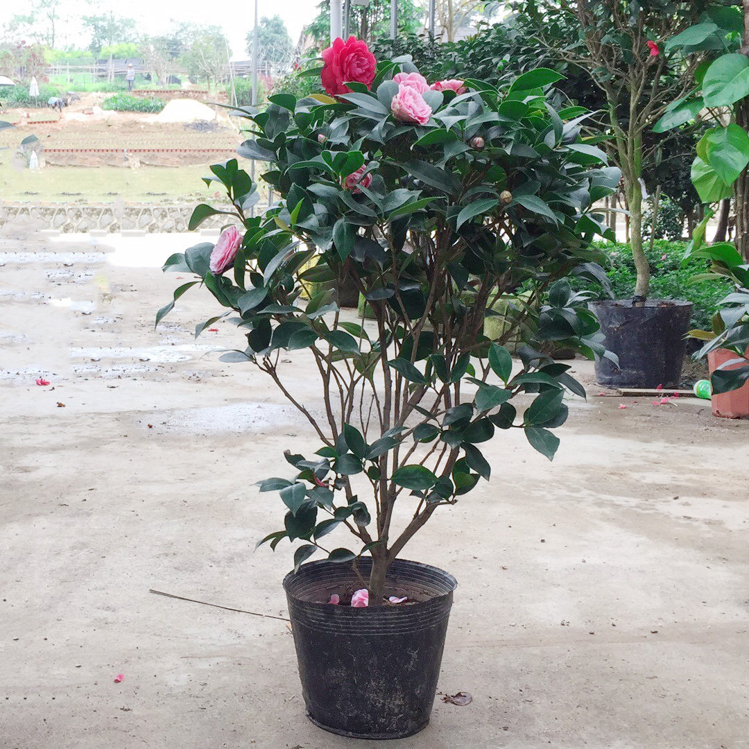 茶花精品花卉盆栽室内庭院树苗四季山茶山茶花花卉