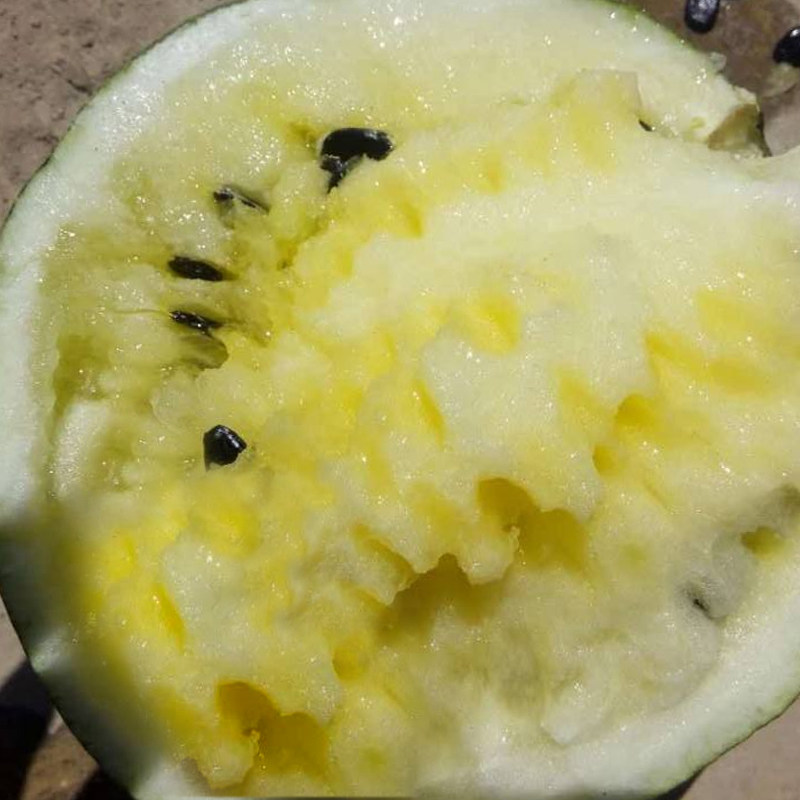 民勤特产籽瓜大变小西瓜打瓜农家新鲜瓜果14斤其它