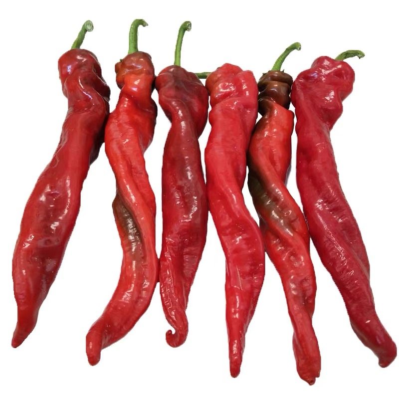 萧新螺丝新秀孑大果螺丝椒辣椒种籽