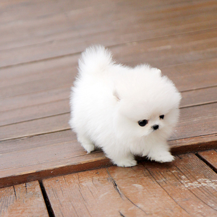 纯种博美幼犬茶杯犬可爱长不大俊介犬幼犬小型博美犬宠物狗活幼体