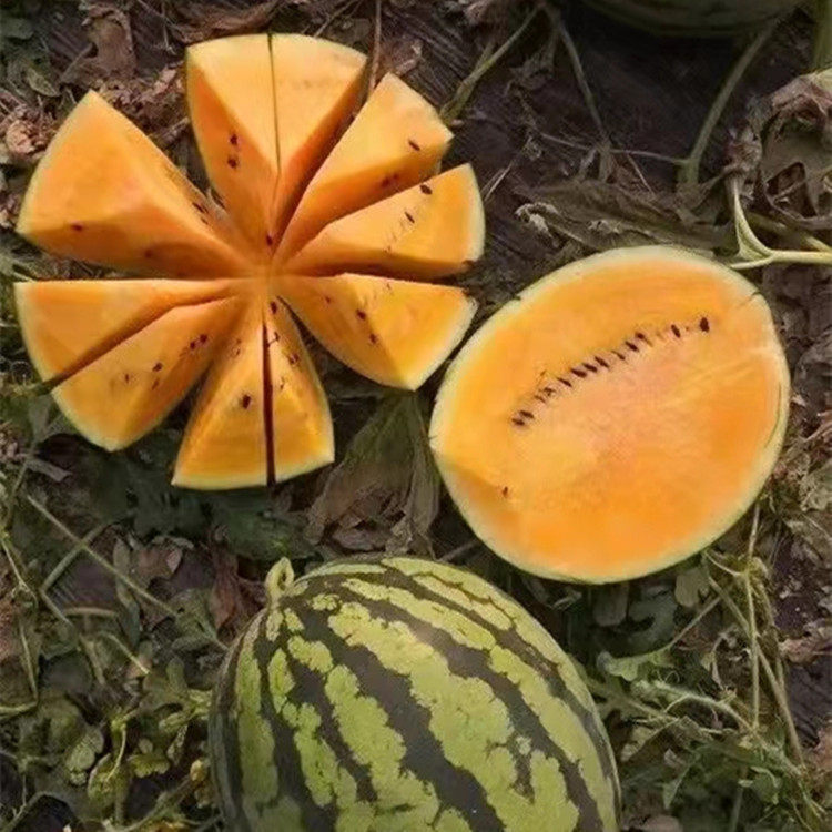 西瓜特大黑皮种子甜王8424懒汉麒麟种籽春四季家庭园艺种子