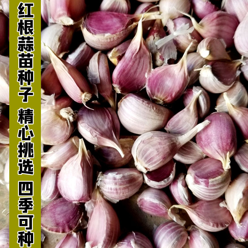 蒜苗四川红根蒜瓣种籽种子香蒜种自种红皮四季家庭园艺种子