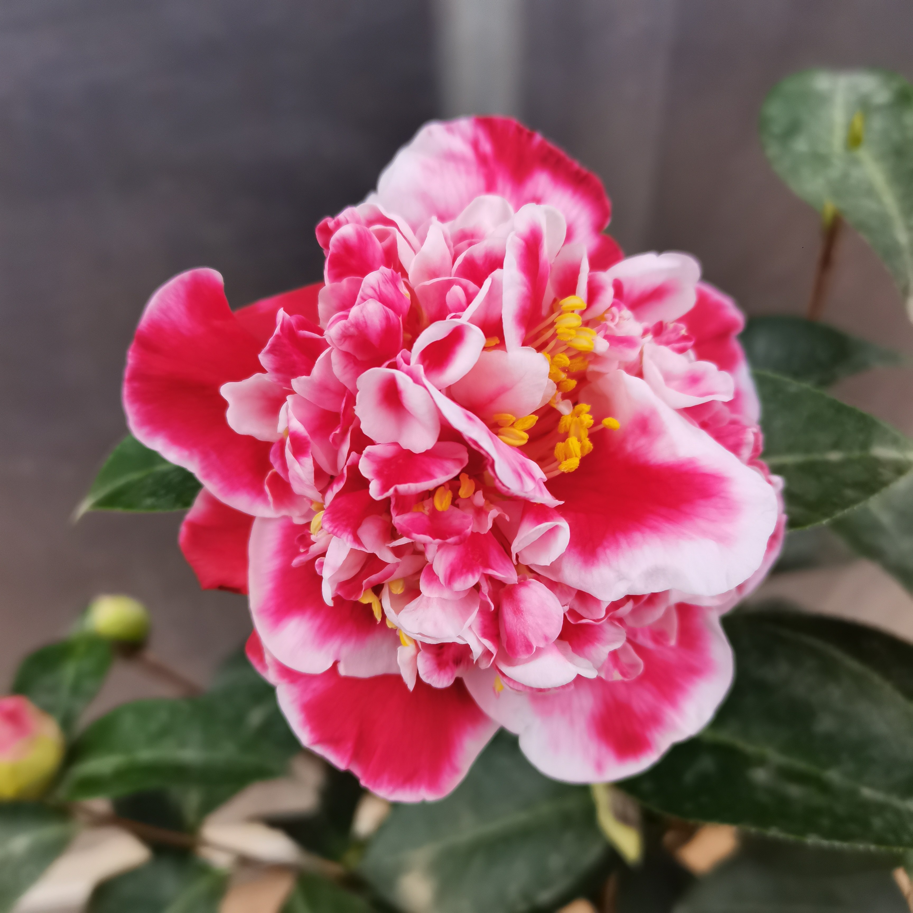 进口龙火珠山茶花树苗室内外四季花卉盆栽庭院绿植时令草本花卉