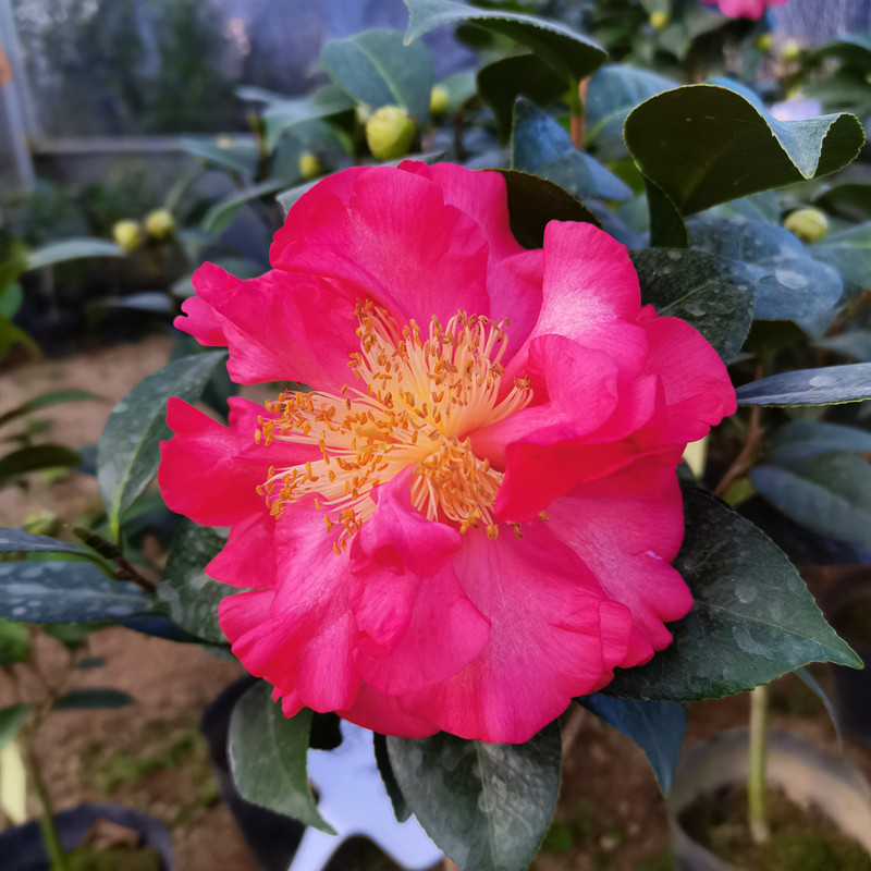 盆栽太阳茶花花苞大花有香味一树多色室内外阳台花卉