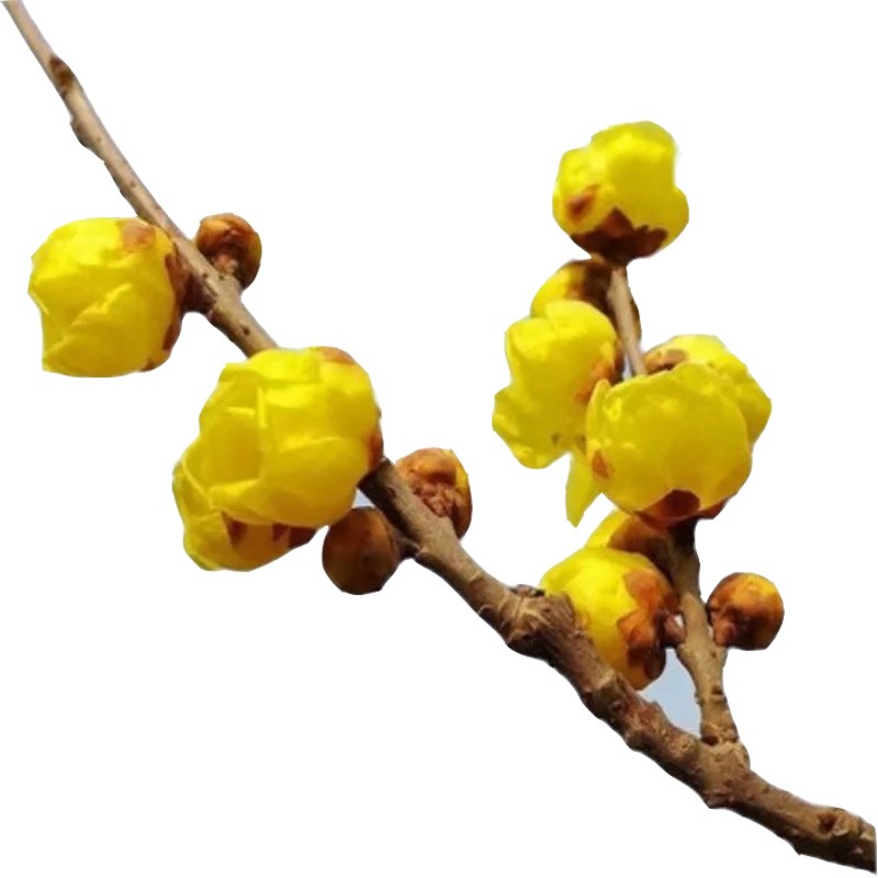 素心腊梅花树盆栽纯黄浓香型虎蹄梅檀香耐寒鄢陵高杆腊梅老桩盆景