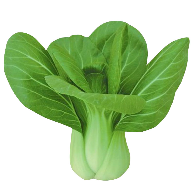 三叶菜种蔬菜南方春季四季叶青梗菜小棠小白菜家庭园艺种子