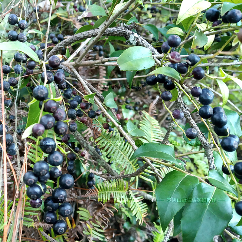 野生南方花卉盆栽绿植庭院阳台乌饭树捻米饭观叶