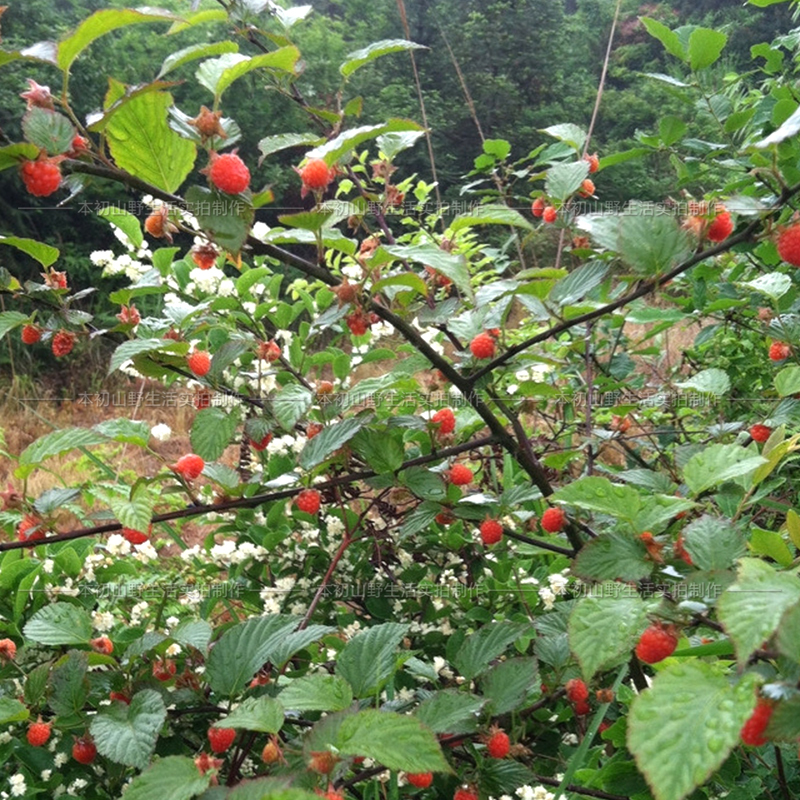 野生野果山树莓苗山刺泡撒秧四月葫芦红树大麦果树