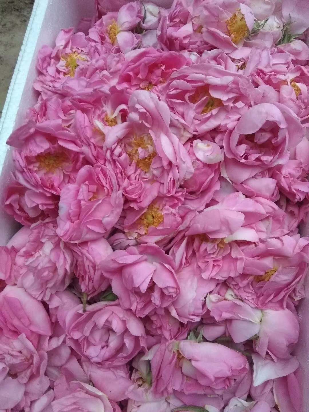 新鲜大马士革玫瑰花500克鲜花食用花茶酵素做纯补水纯露