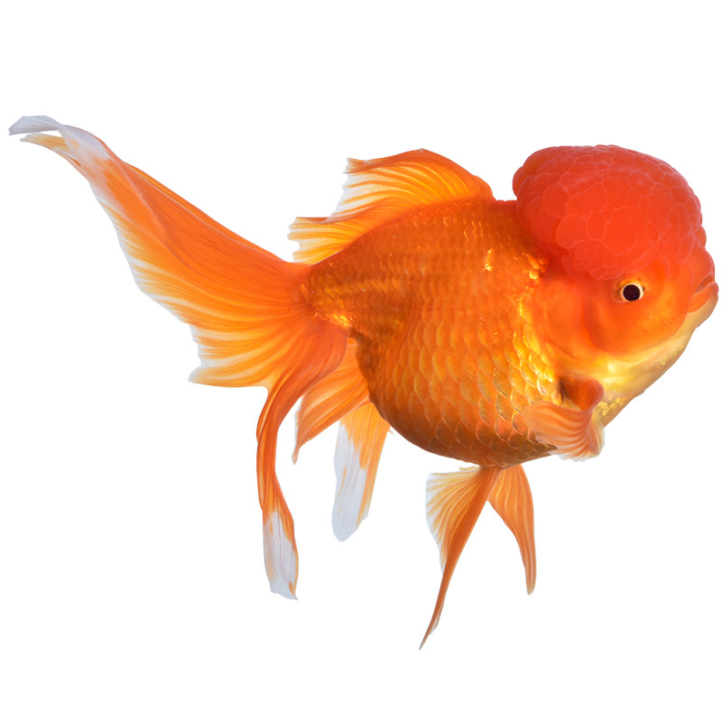 金鱼组合套餐活鱼观赏鱼冷水淡水鱼好养耐活小型鱼