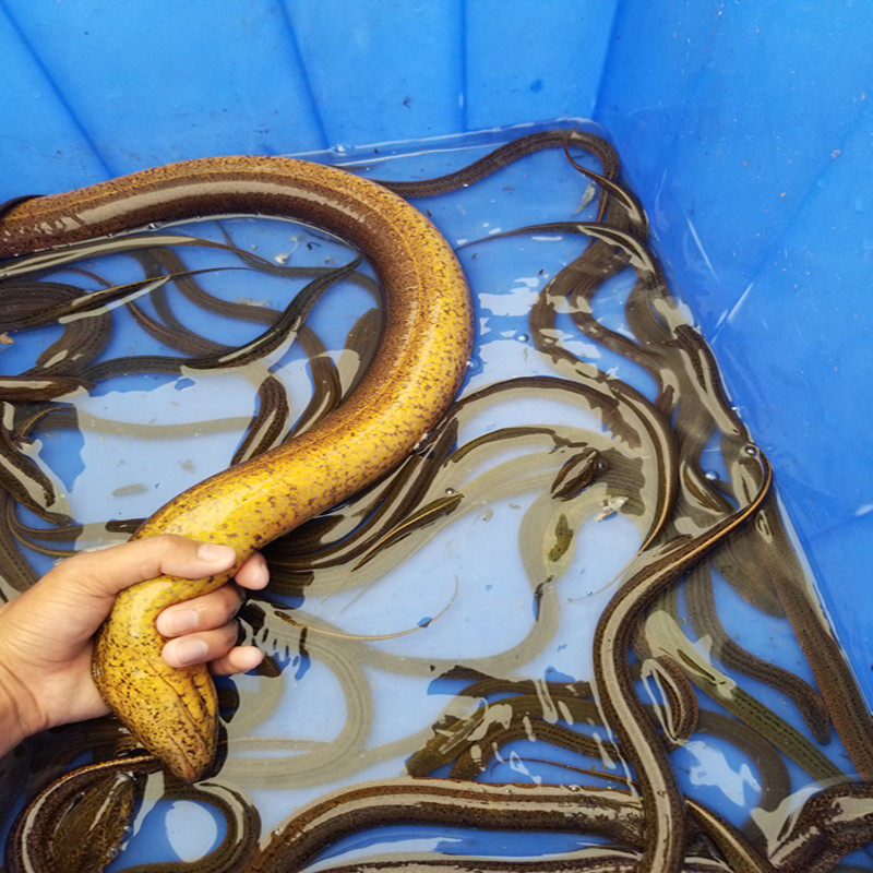 正宗野生黄鳝鲜活长鱼盘鳝黄鳝鱼