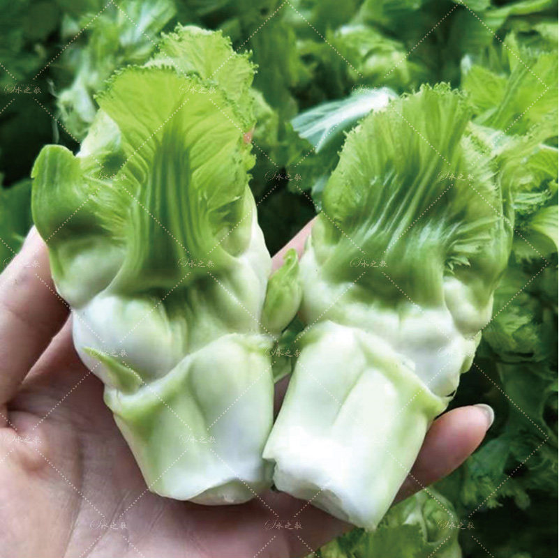 儿菜种子大田基地抗病高抗病种籽产量秋播四季家庭园艺种子
