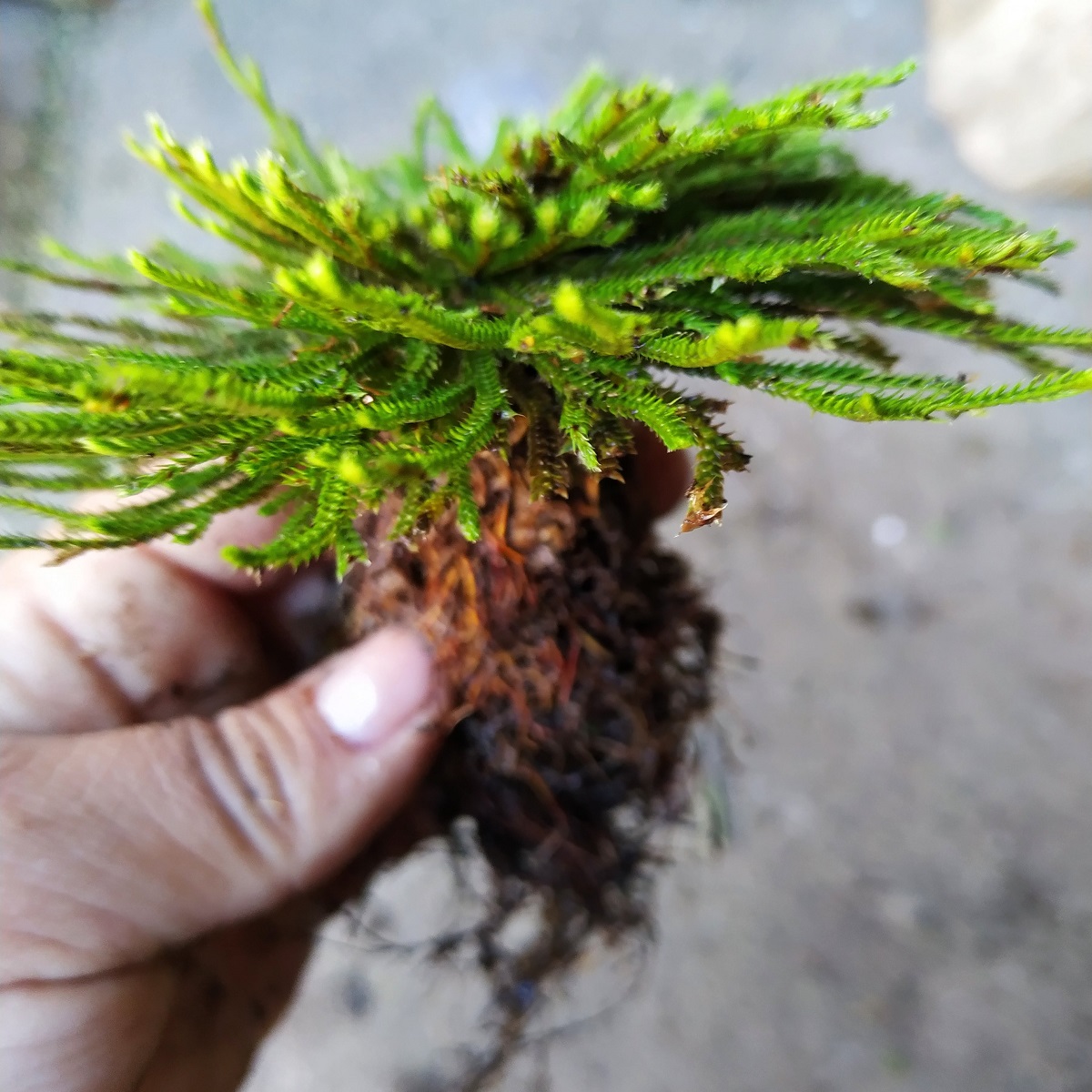 九死还魂草盆栽 野生卷柏长生不老新奇野绿植净化空气易成活包邮