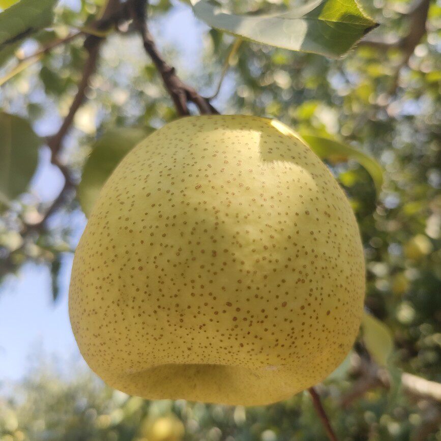 酥脆无渣百年老树特级蜜汁10斤礼盒箱宁陵县梨