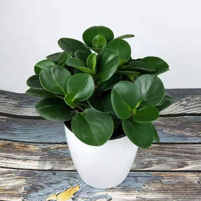 豆瓣绿植物盆栽室内花水培碧玉绿植好养活四季幼儿园盆栽易活花卉