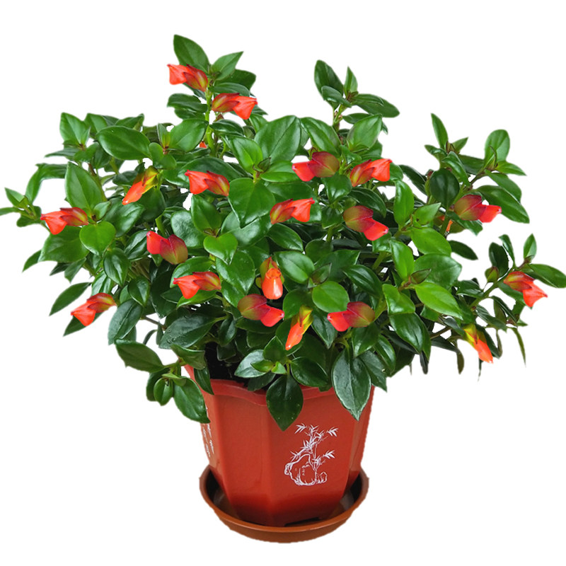窗台花卉盆栽多肉植物室内红色金鱼吊兰花苞时令草本花卉