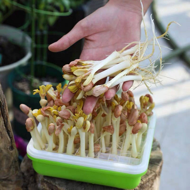 新款花生芽水培盒多功能种植神器家用芽苗菜豆芽花盆