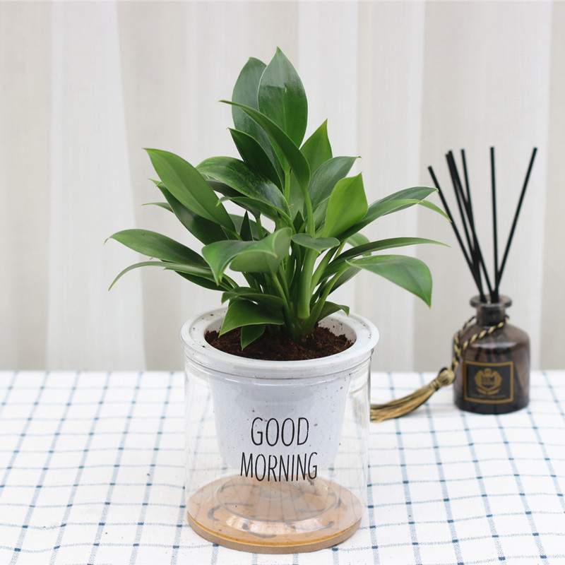 金钻盆栽活的易活的好养旺宅招财室内绿植客厅绿植