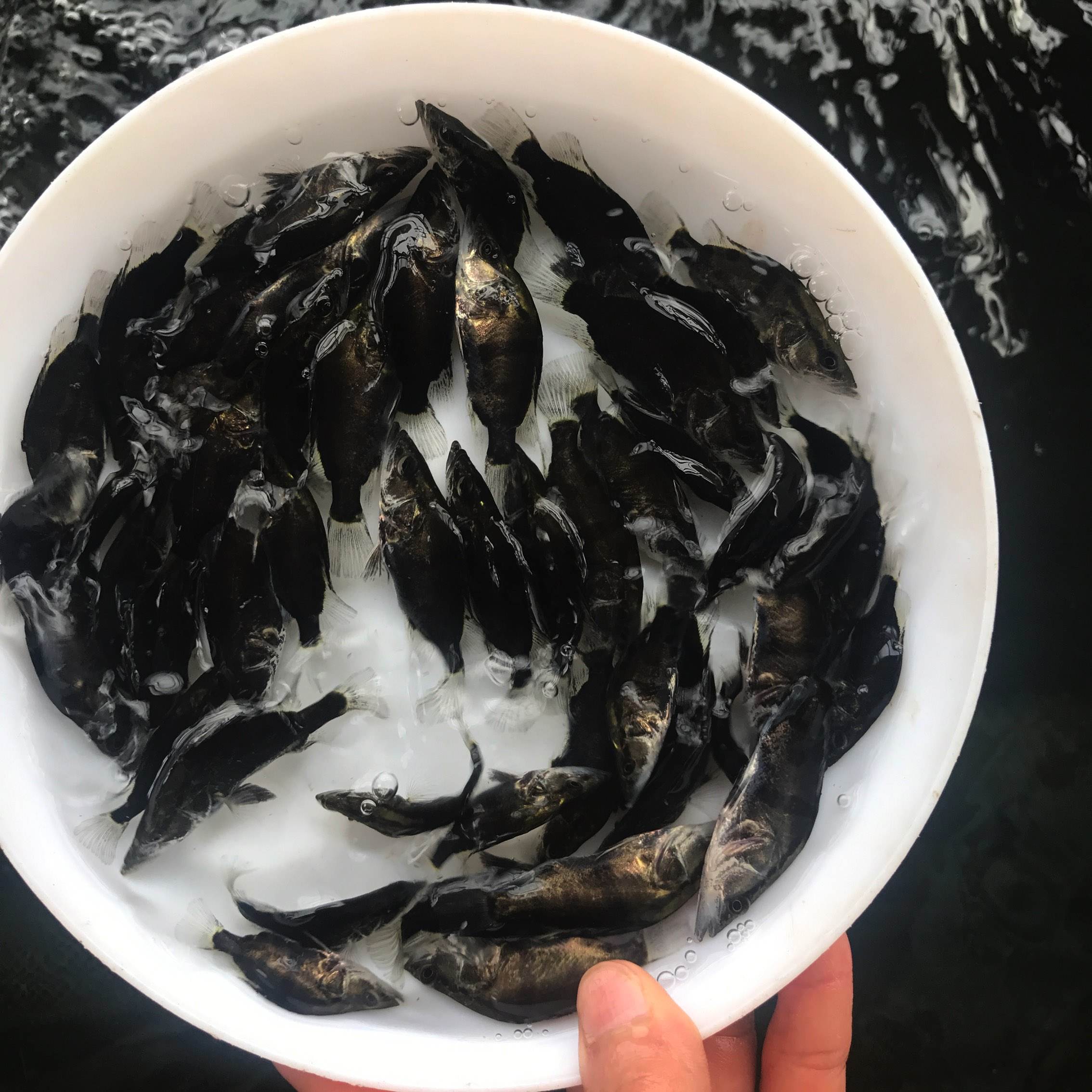 鱼苗桂花鳜鱼季花翘嘴淡水淡水鱼活体鱼