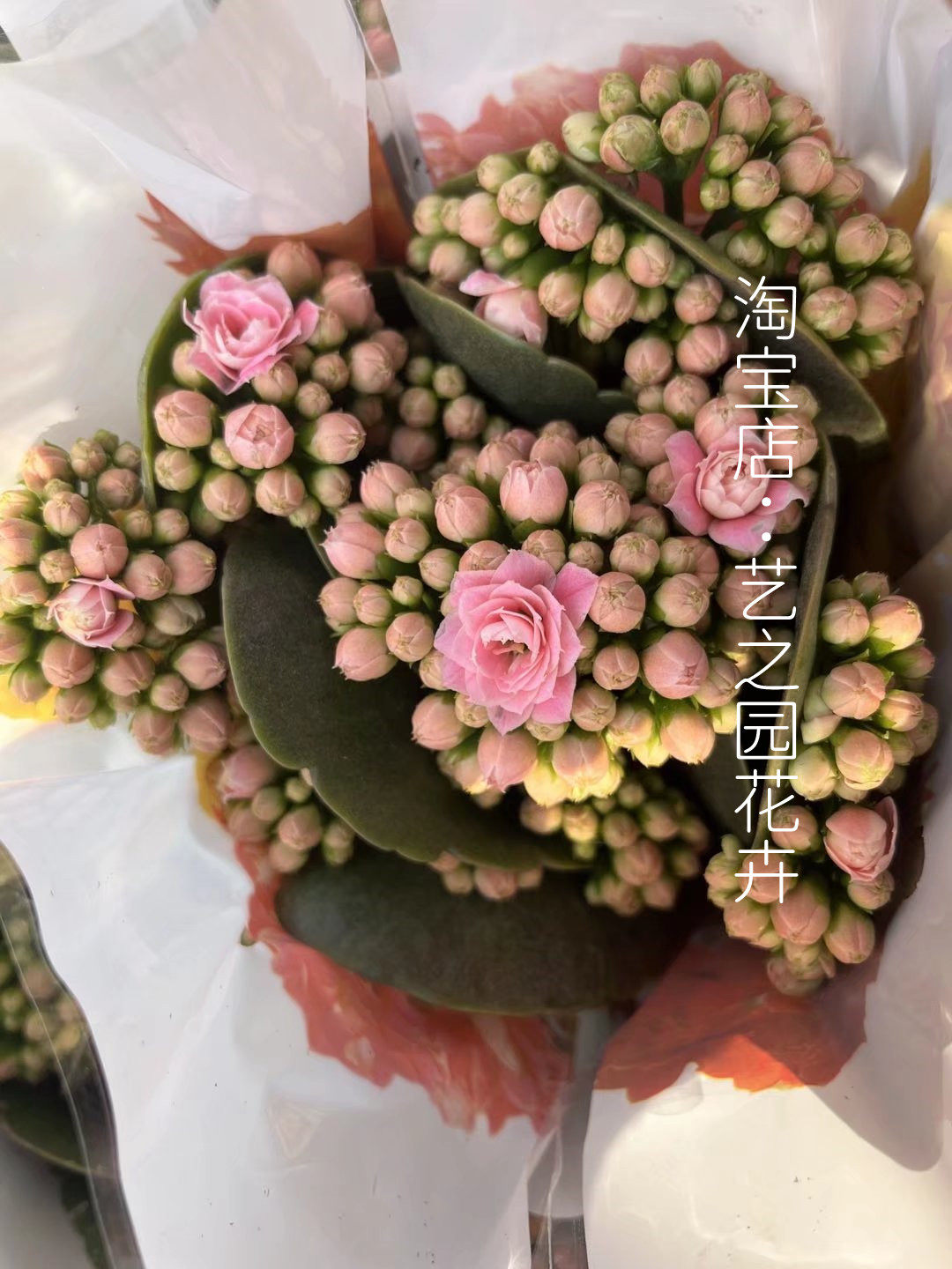 奶油长寿花盆盆栽花苞新品种粉色糖果重瓣稀有时令草本花卉