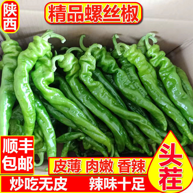 新鲜中辣农家陕西辣椒剁椒皱皮青椒薄皮虎皮辣椒