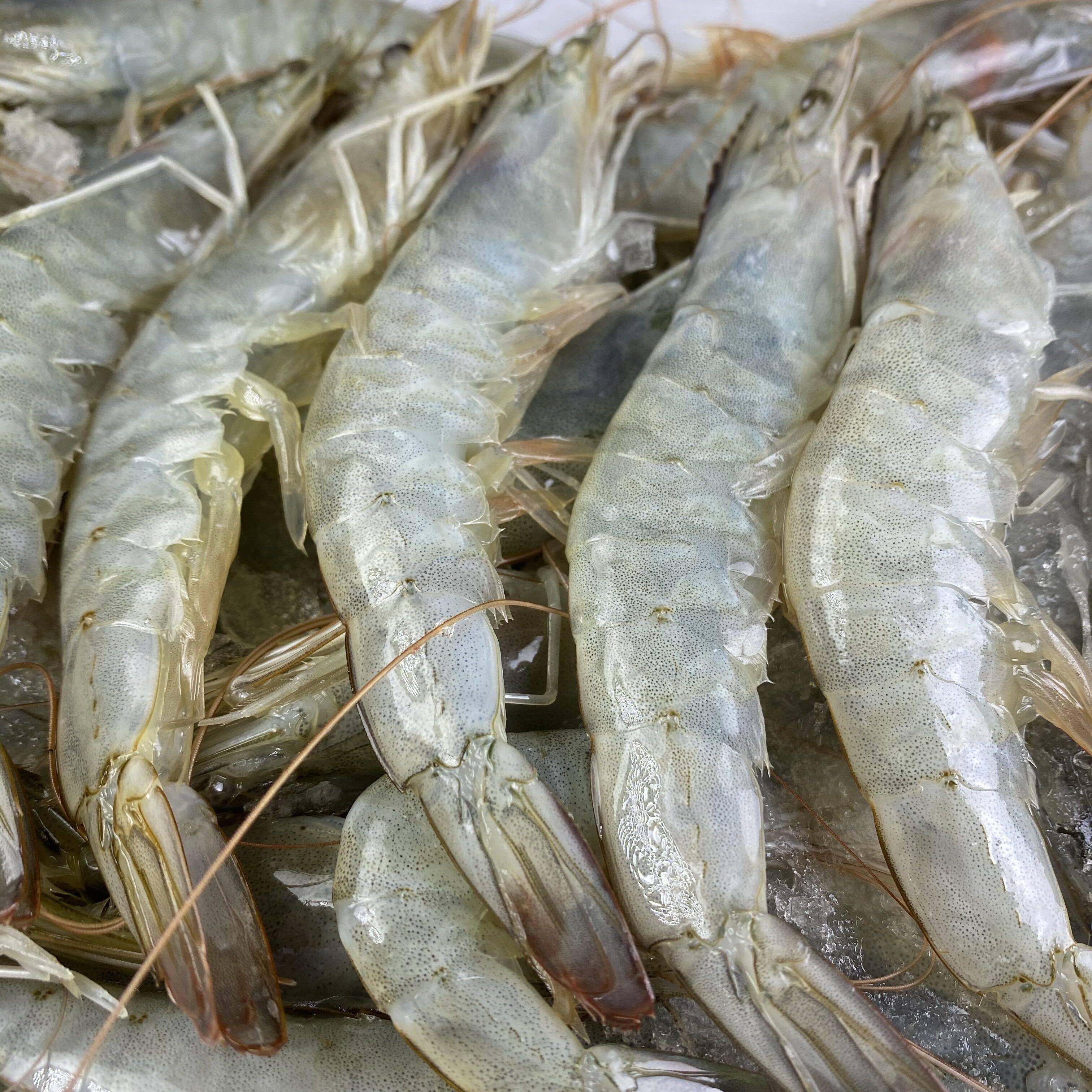 对虾虾包基围青虾美白虾南盐冻海洋海水冷冻冻虾