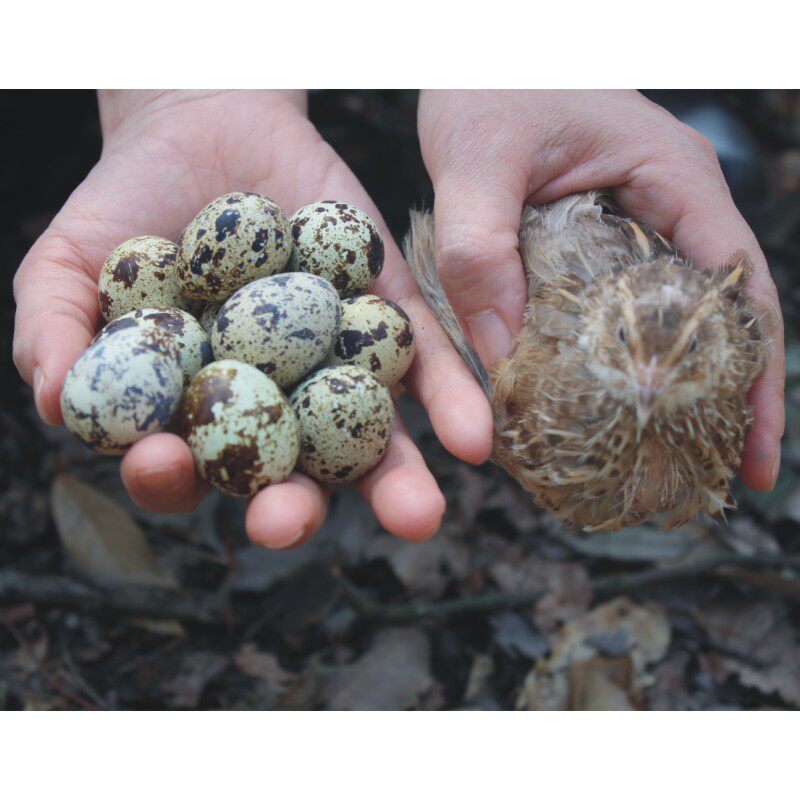 150枚新鲜鹌鹑蛋农家当天安春蛋鸟蛋生蛋安存其它