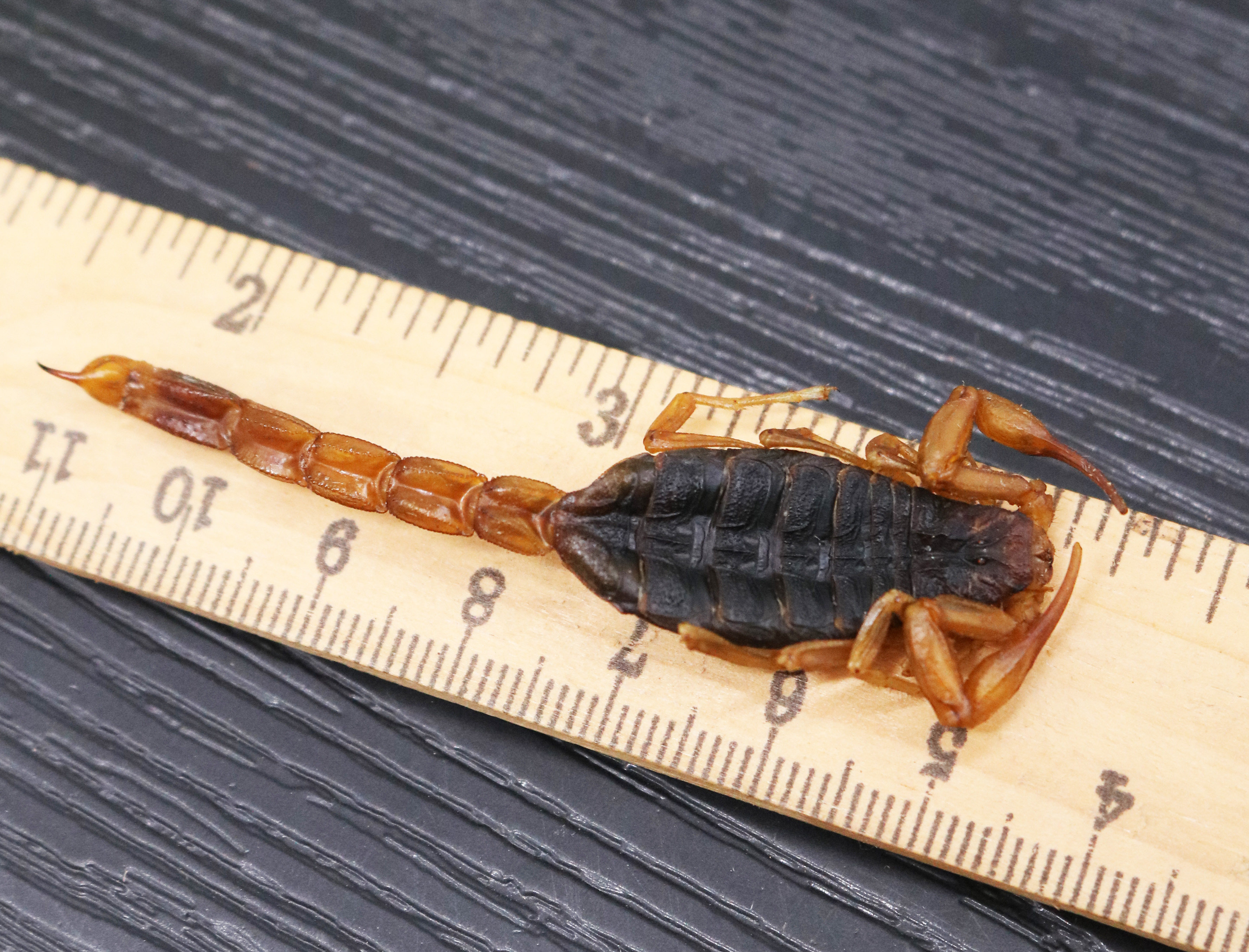 全蝎中药材全虫清水蝎子干足无盐100g磨粉泡酒其他药食同源食品