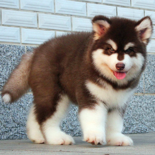 纯种阿拉斯加犬幼犬巨型灰桃红棕阿拉斯加雪橇犬家养宠物狗狗活体
