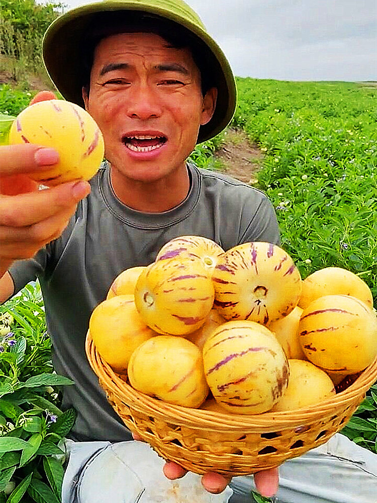 云南石林人参果圆果10斤当季水果新鲜应季七彩人生人参果