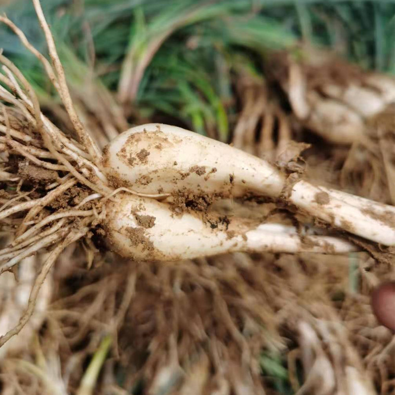 教头新鲜蔬菜农家自种2斤小荞头时令下饭饭菜其它